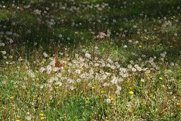 بهار دانشگاه 1399